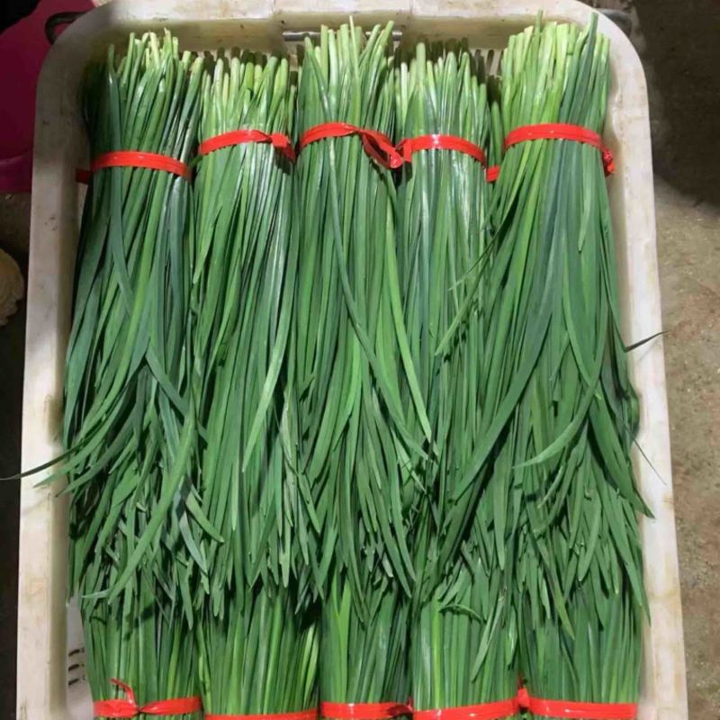 广东韭菜