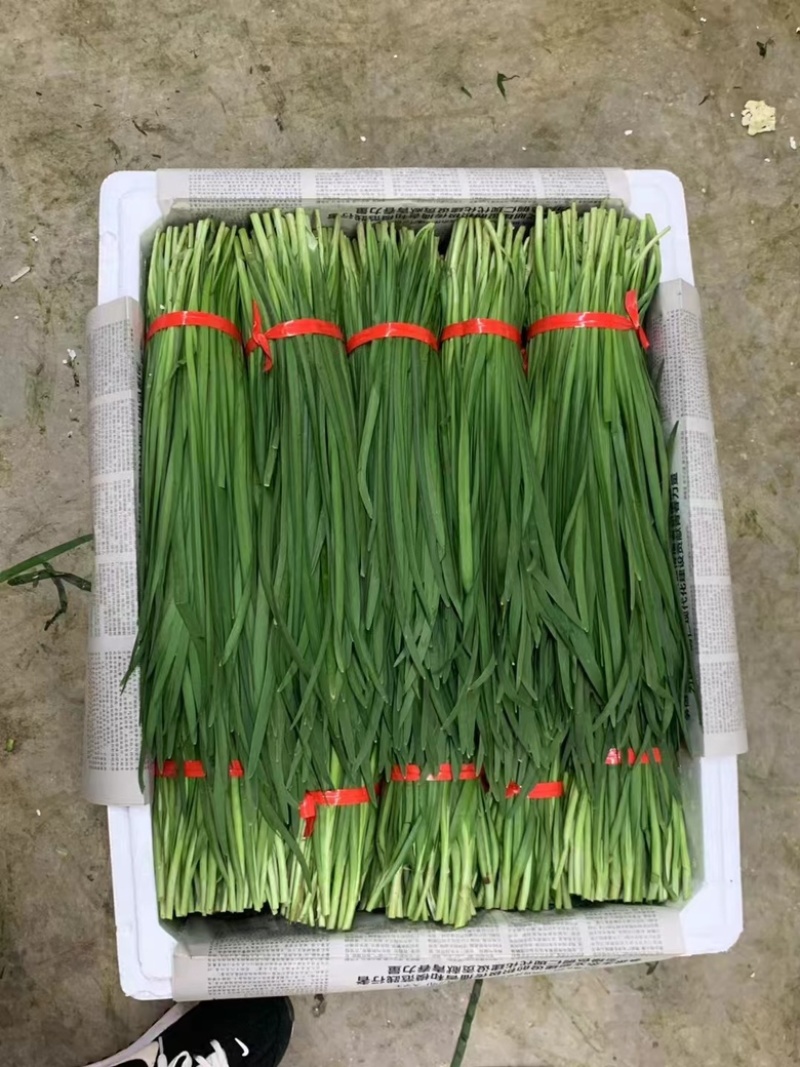 广东韭菜