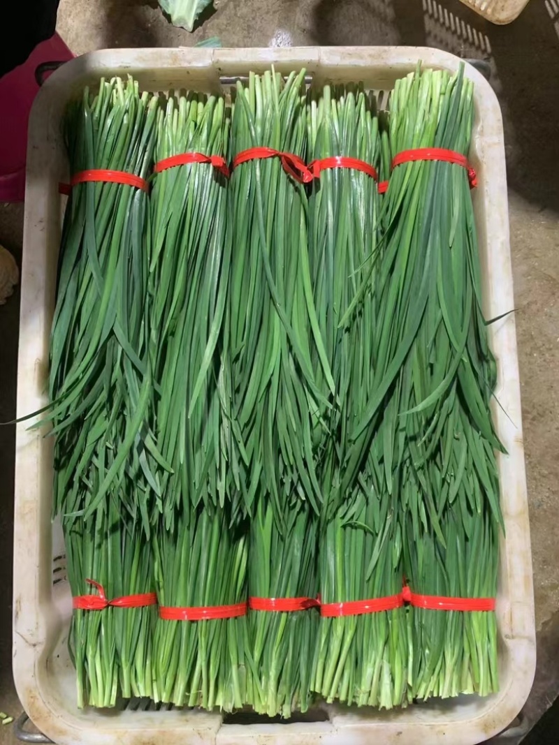广东韭菜