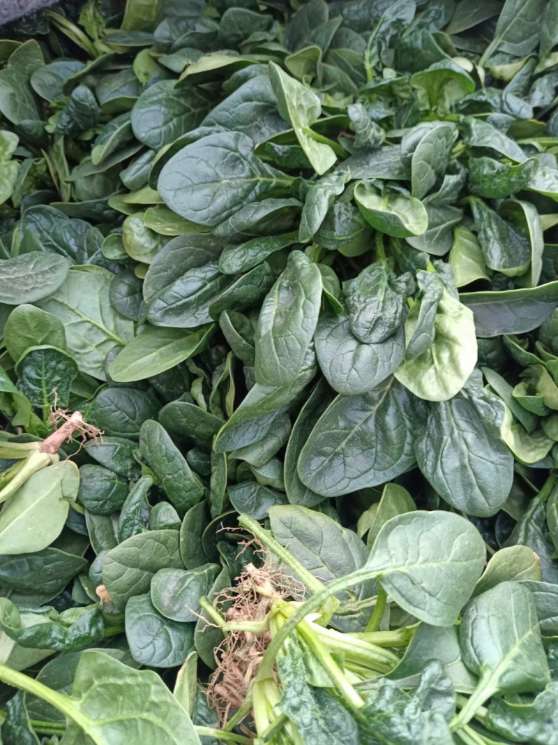 汝州市精品大叶菠菜产地直发，大量上市中，欢迎电话联系
