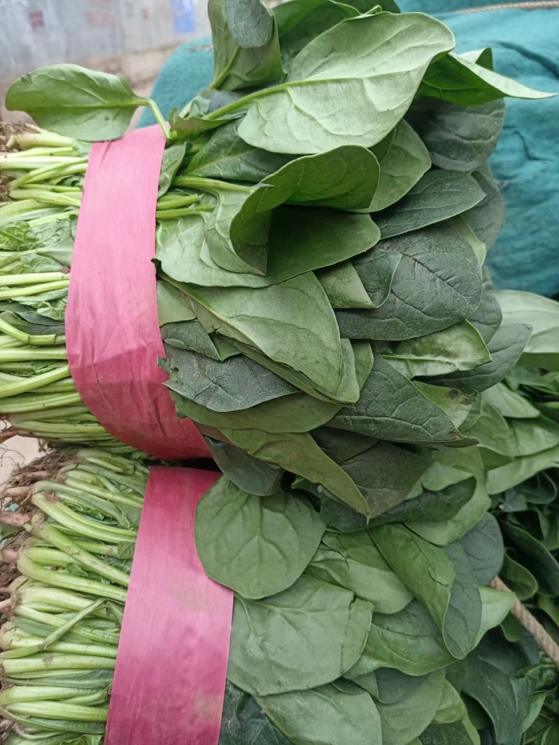 汝州市精品大叶菠菜产地直发，大量上市中，欢迎电话联系