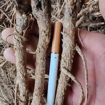 【柴胡】一手资源大量有货保证品质可发全国