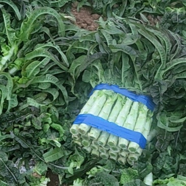 精品莴笋