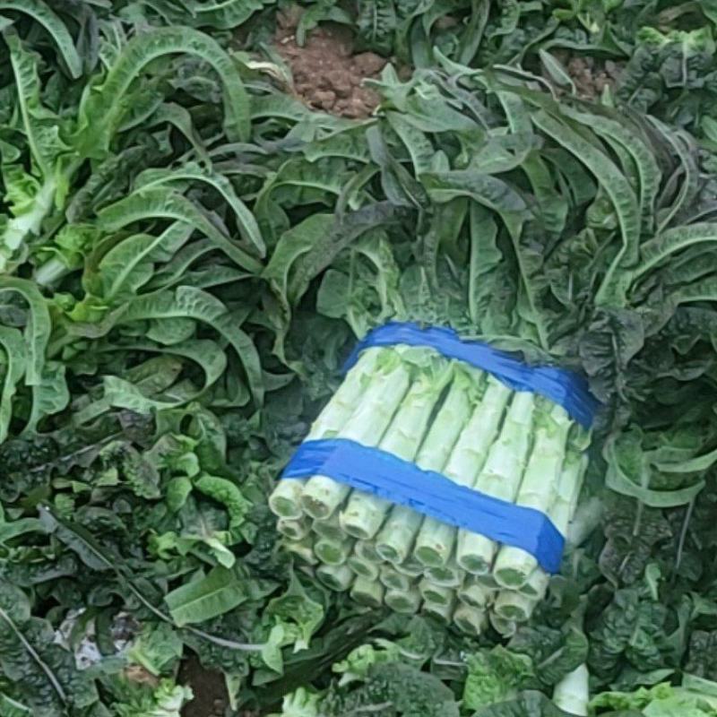 精品莴笋