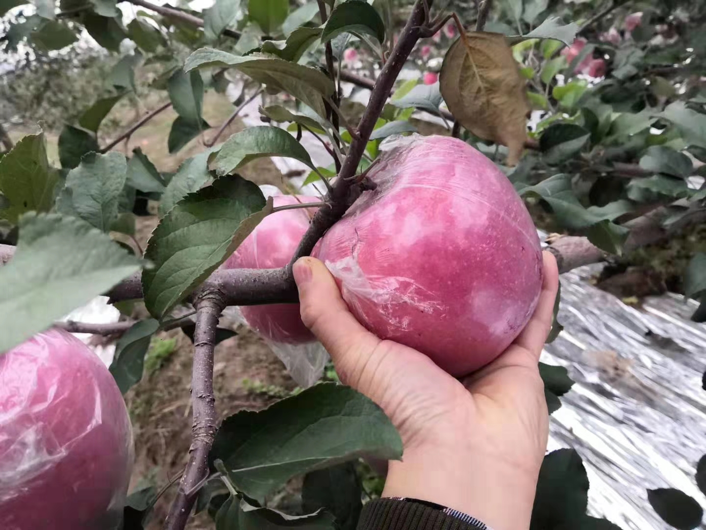 美8苹果成熟果外观展示