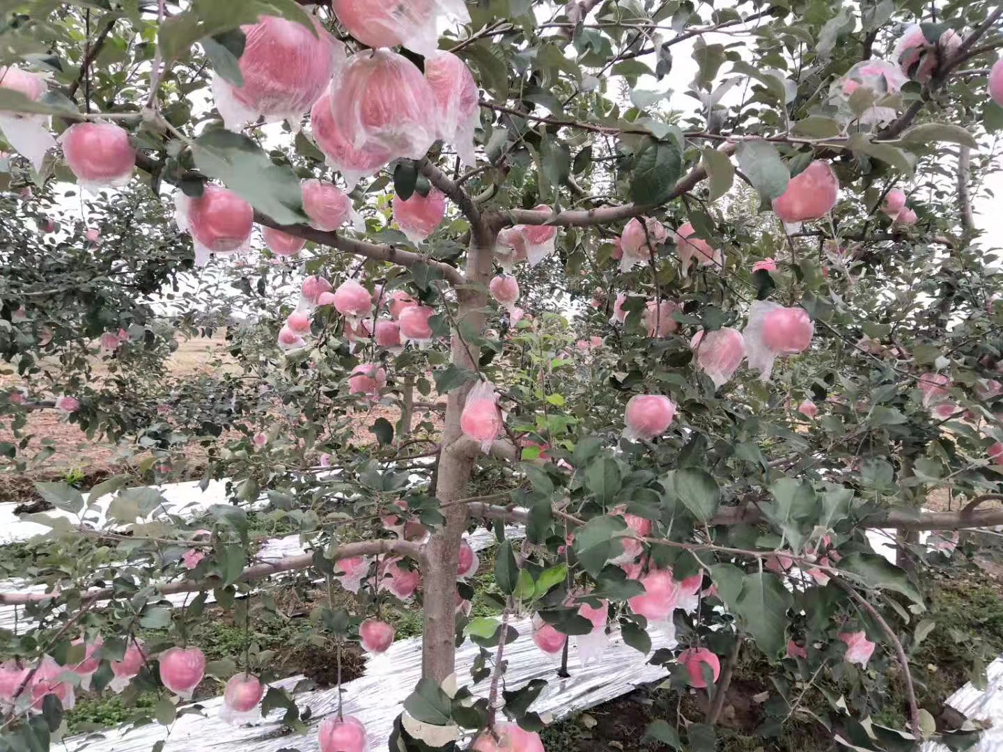 果园中成熟的红富士苹果挂满枝头