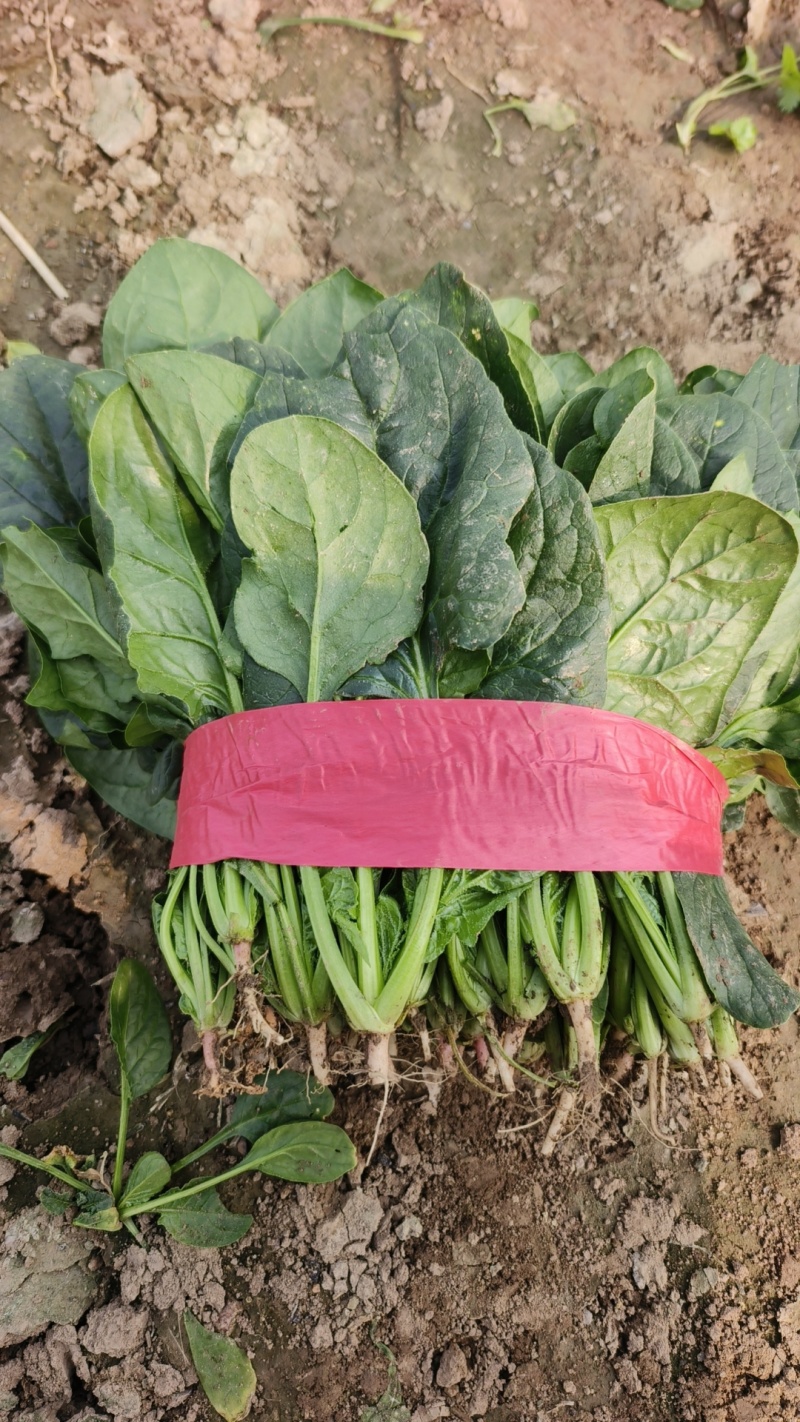 优质基地大叶菠菜，口感好，耐运输，欢迎选购
