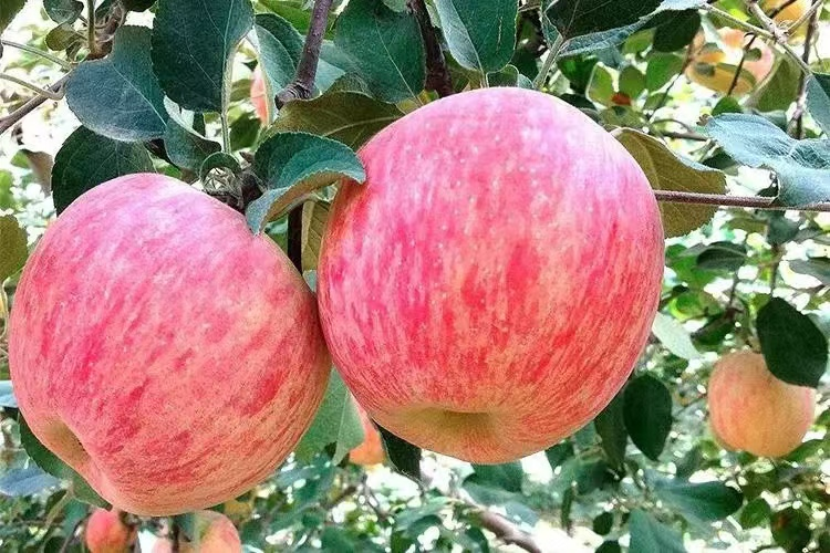 阿克苏冰糖心苹果的产地风貌