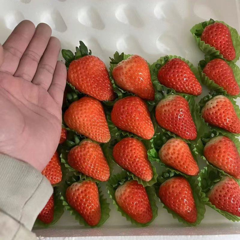 【实力】宁玉草莓徐州贾汪草莓大量上市按需包装代发全国
