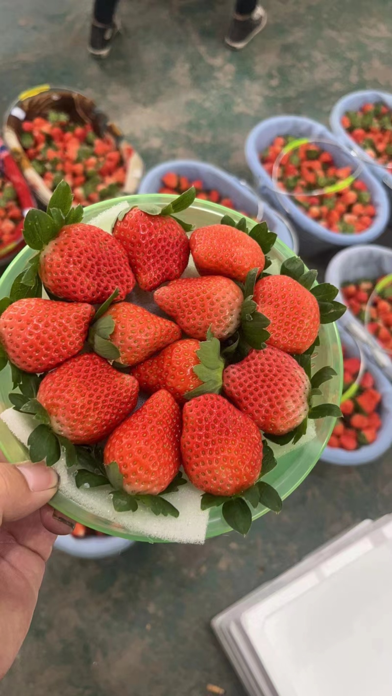 【实力】宁玉草莓徐州贾汪草莓大量上市按需包装代发全国