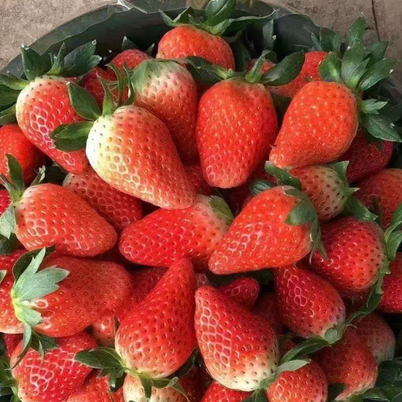 【牛商优选】宁玉草莓徐州草莓颜色鲜亮个头大味道甜