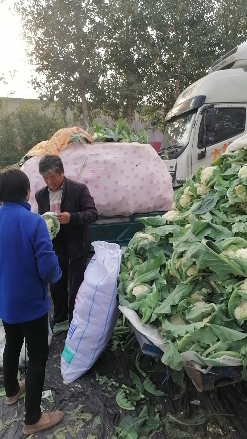 有机花菜精品松花菜，花色乳白小粒。大量上市，欢迎来电
