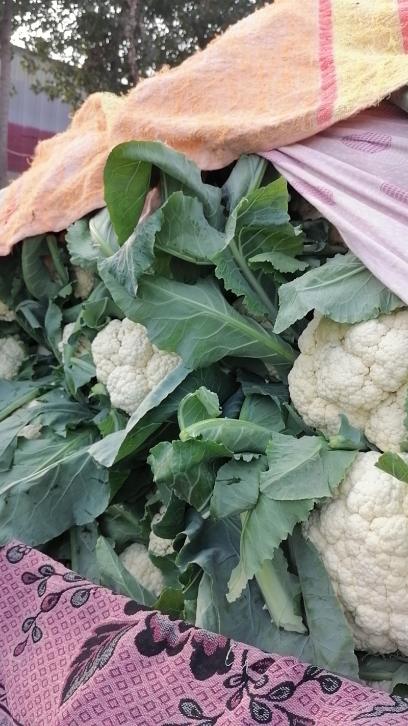 有机花菜精品松花菜，花色乳白小粒。大量上市，欢迎来电