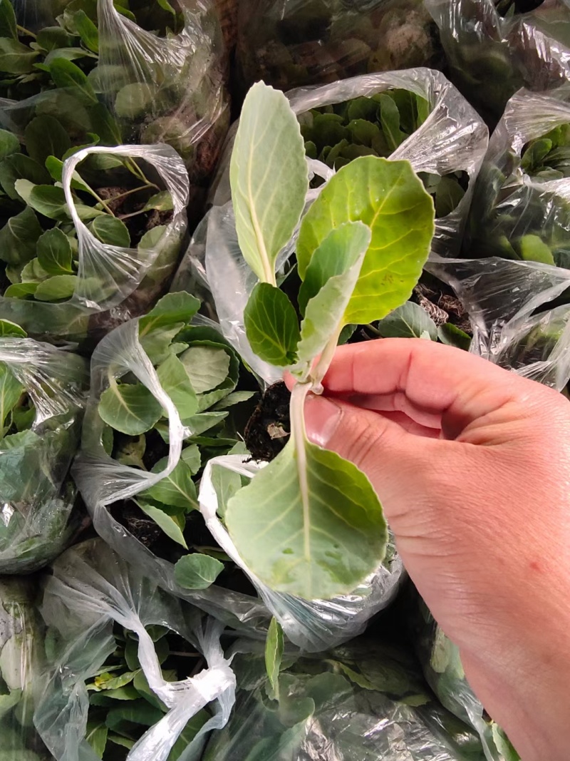 甘蓝苗中甘56绿甘蓝苗苗场直发提供订单代育苗服务