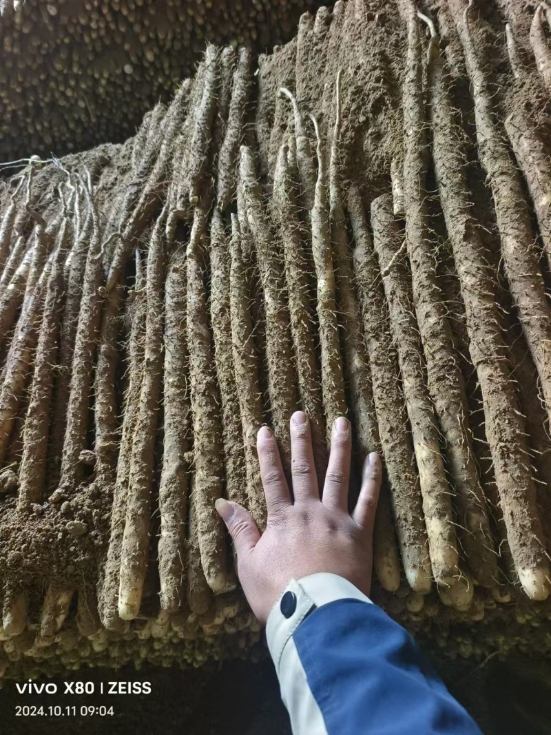 河北山药小白嘴白山药高次货货源充足量大从优全国发