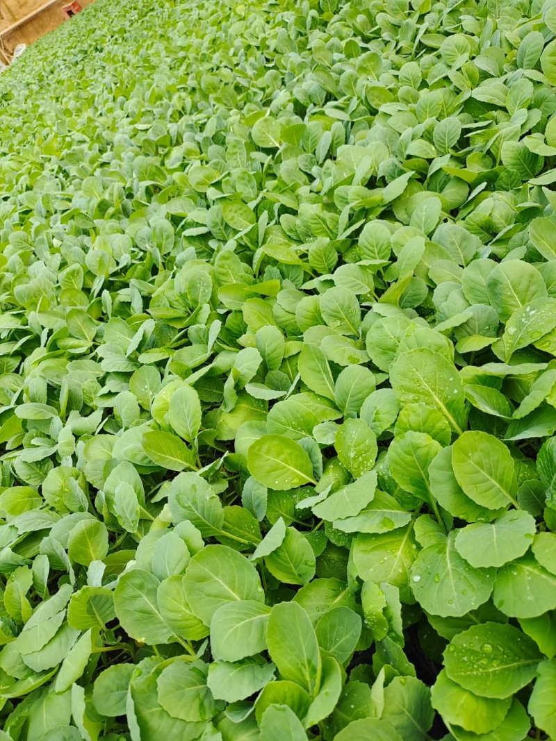 白菜苗黄心白菜苗苗场直发提供种植管理指导全国发货