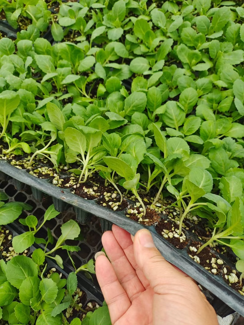 白菜苗黄心白菜苗苗场直发提供种植管理指导全国发货