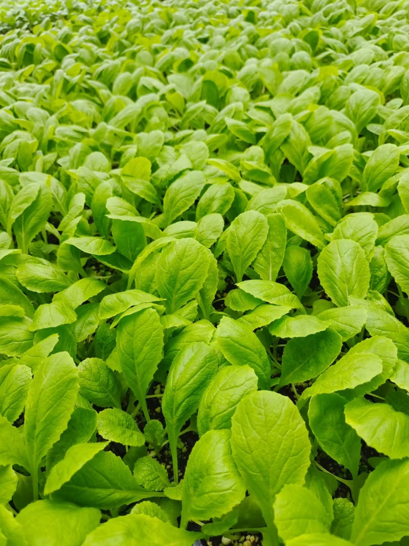 白菜苗黄心白菜苗苗场直发提供种植管理指导全国发货