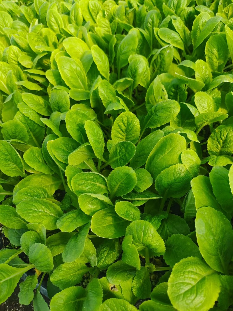 白菜苗黄心白菜苗苗场直发提供种植管理指导全国发货