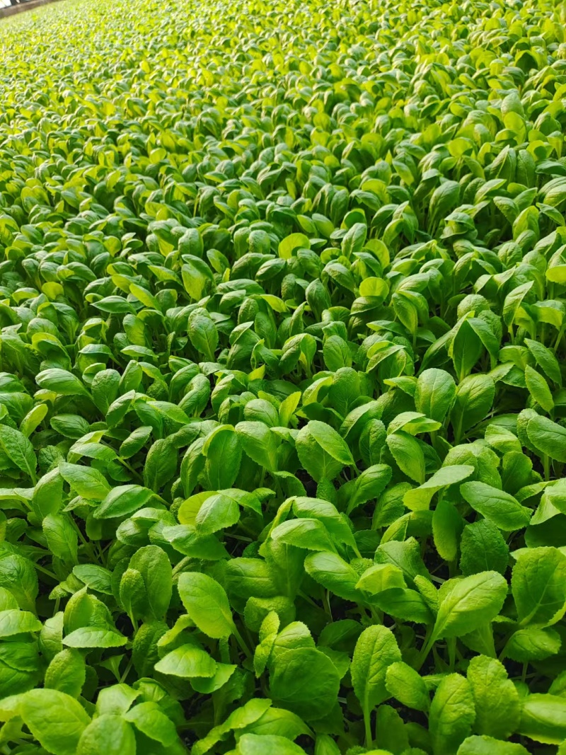 白菜苗黄心白菜苗苗场直发提供种植管理指导全国发货