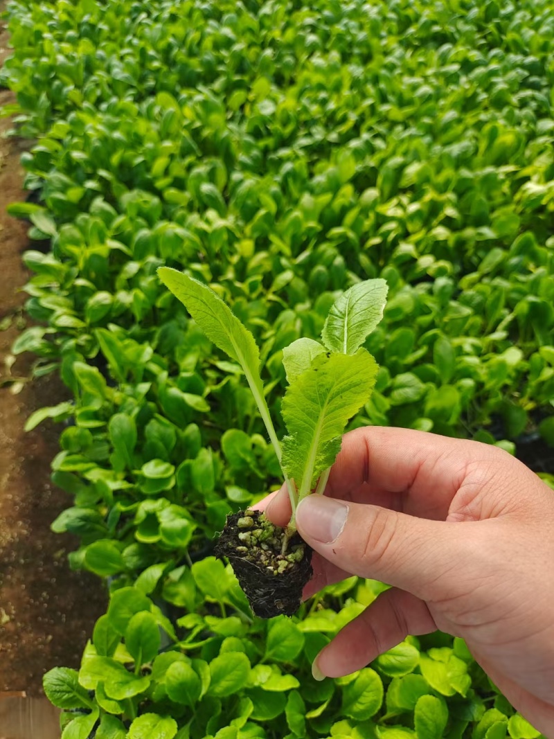 白菜苗黄心白菜苗苗场直发提供种植管理指导全国发货