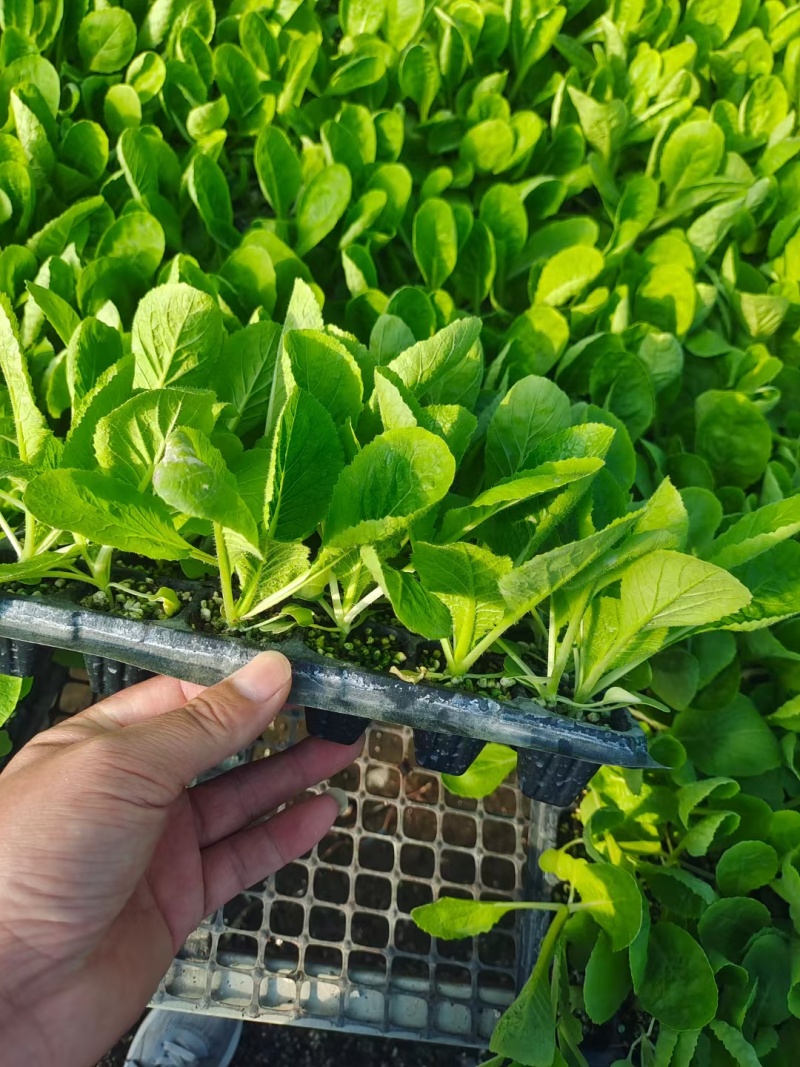 白菜苗黄心白菜苗苗场直发提供种植管理指导全国发货