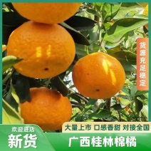 【棉橘】广西棉橘蜜广臭皮柑现货果形圆润无擦伤甜度高口感好