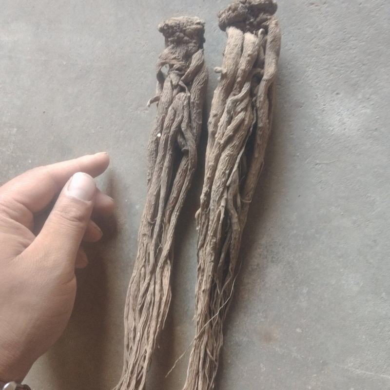 岷县当归精品当归价格可谈特大级当归电商当归