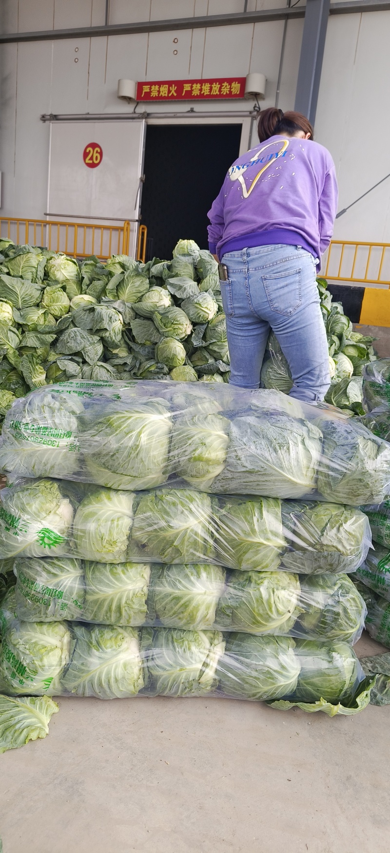 甘蓝\中甘甘蓝\基地种植大量上市\对接全国采购商