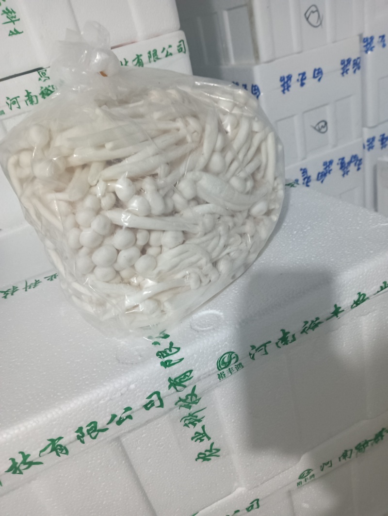 散白玉
