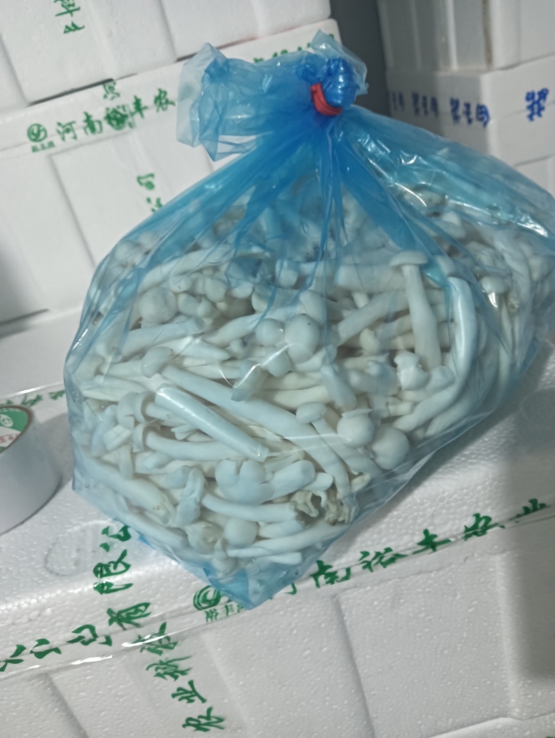 散白玉