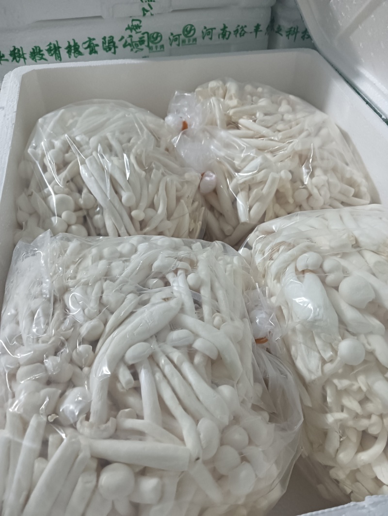 散白玉