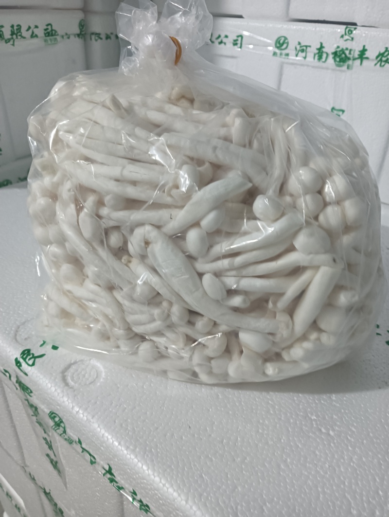 散白玉