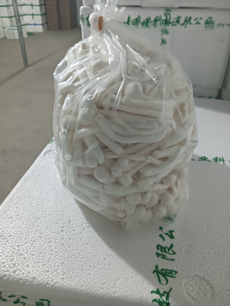 散白玉