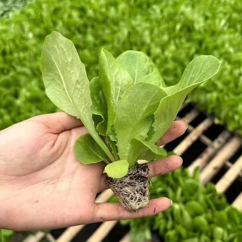 球生菜苗生菜球苗山东苗场直发耐寒根系好提供技术