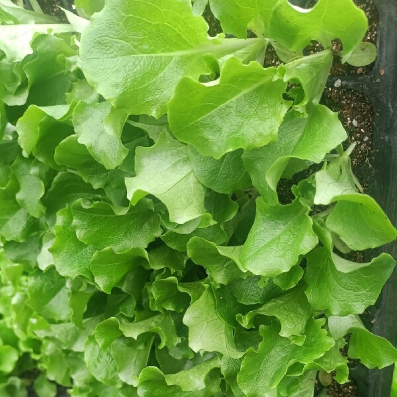 球生菜苗生菜球苗山东苗场直发耐寒根系好提供技术