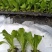 球生菜苗生菜球苗山东苗场直发耐寒根系好提供技术