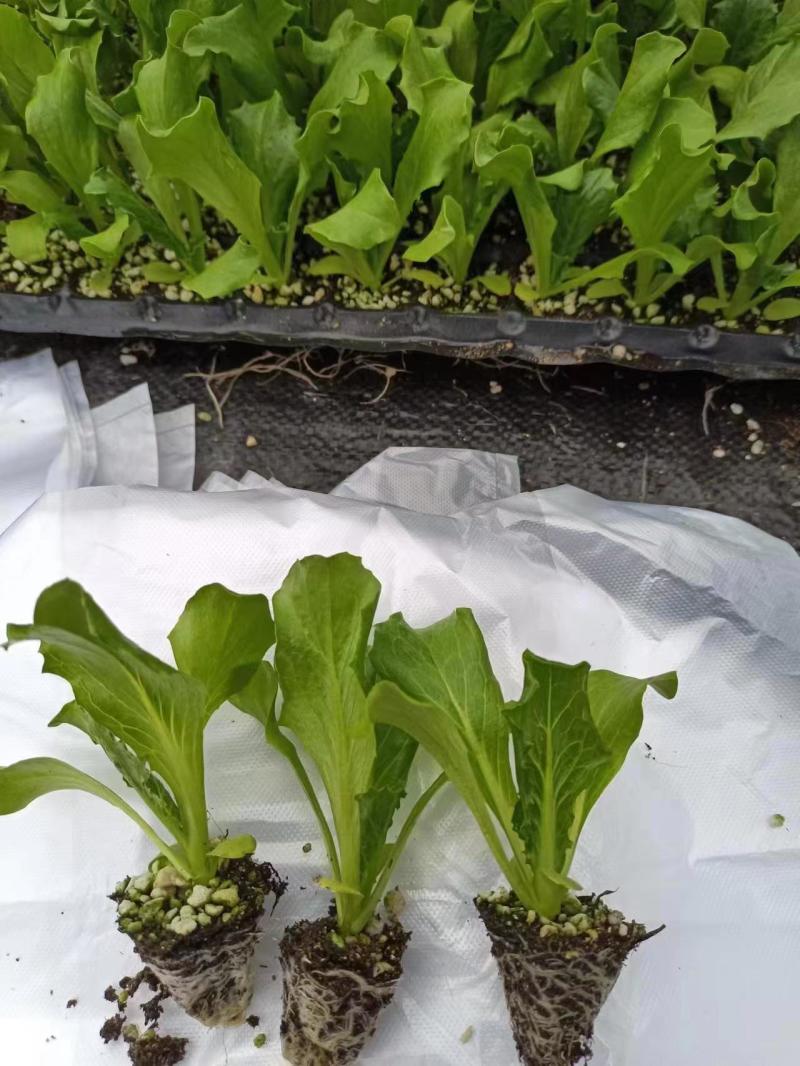 球生菜苗生菜球苗山东苗场直发耐寒根系好提供技术