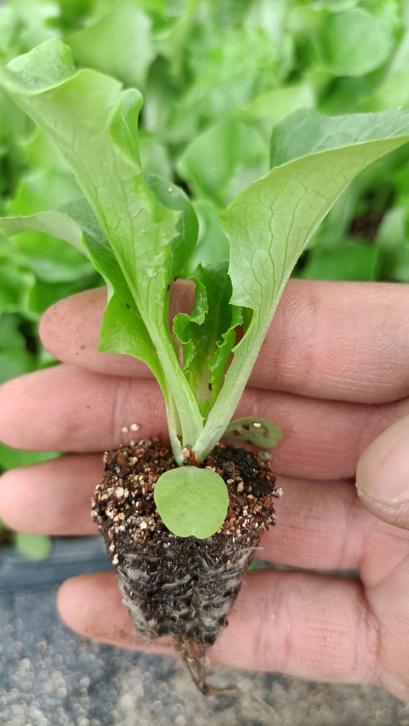 球生菜苗生菜球苗山东苗场直发耐寒根系好提供技术