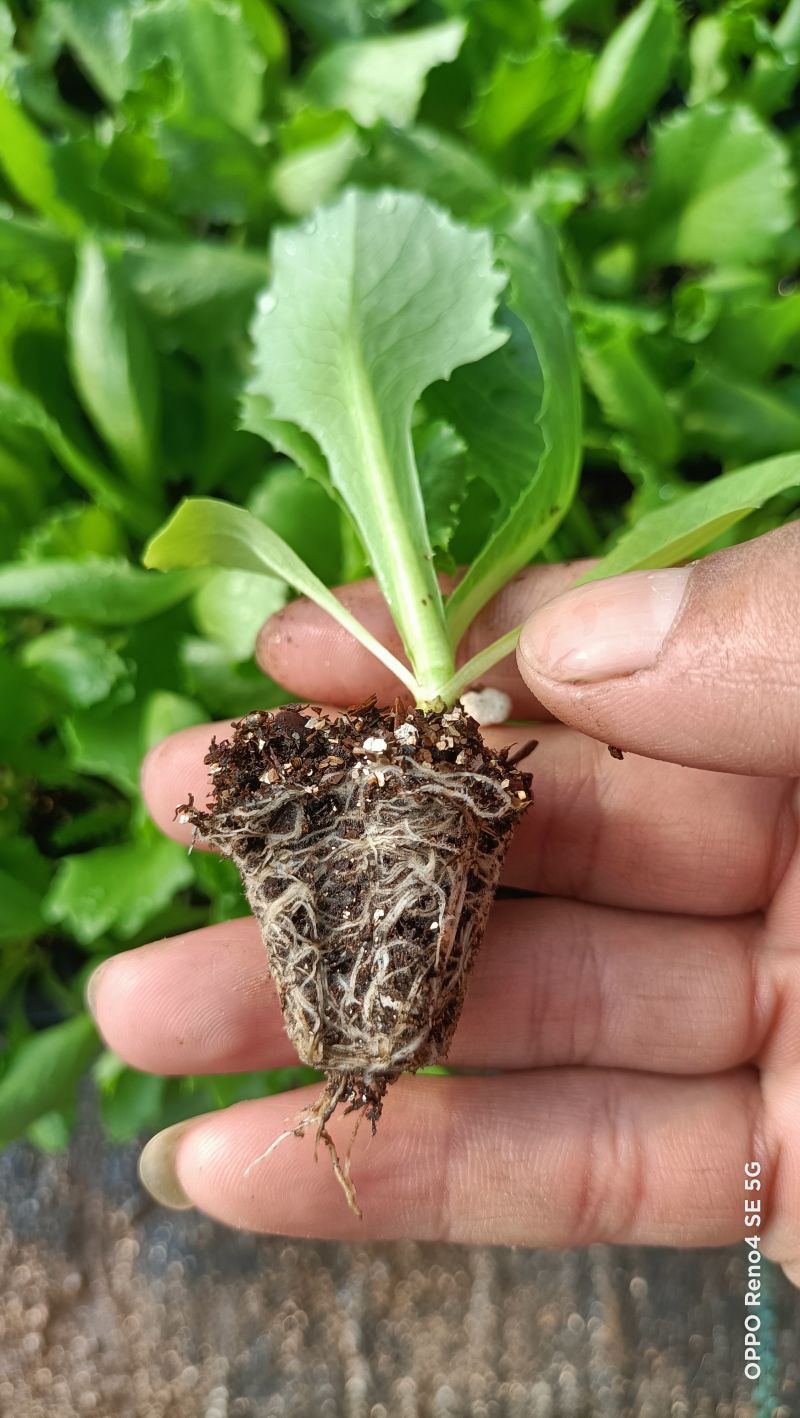 球生菜苗生菜球苗山东苗场直发耐寒根系好提供技术