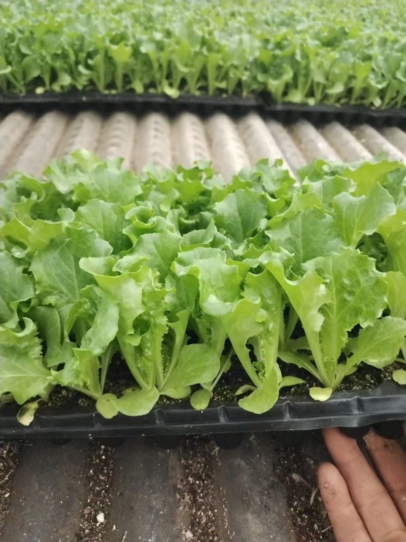 球生菜苗生菜球苗山东苗场直发耐寒根系好提供技术