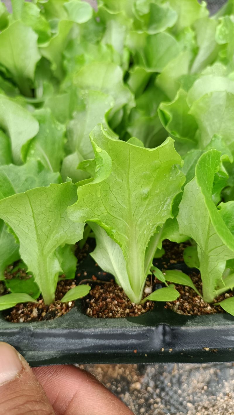 球生菜苗生菜球苗山东苗场直发耐寒根系好提供技术