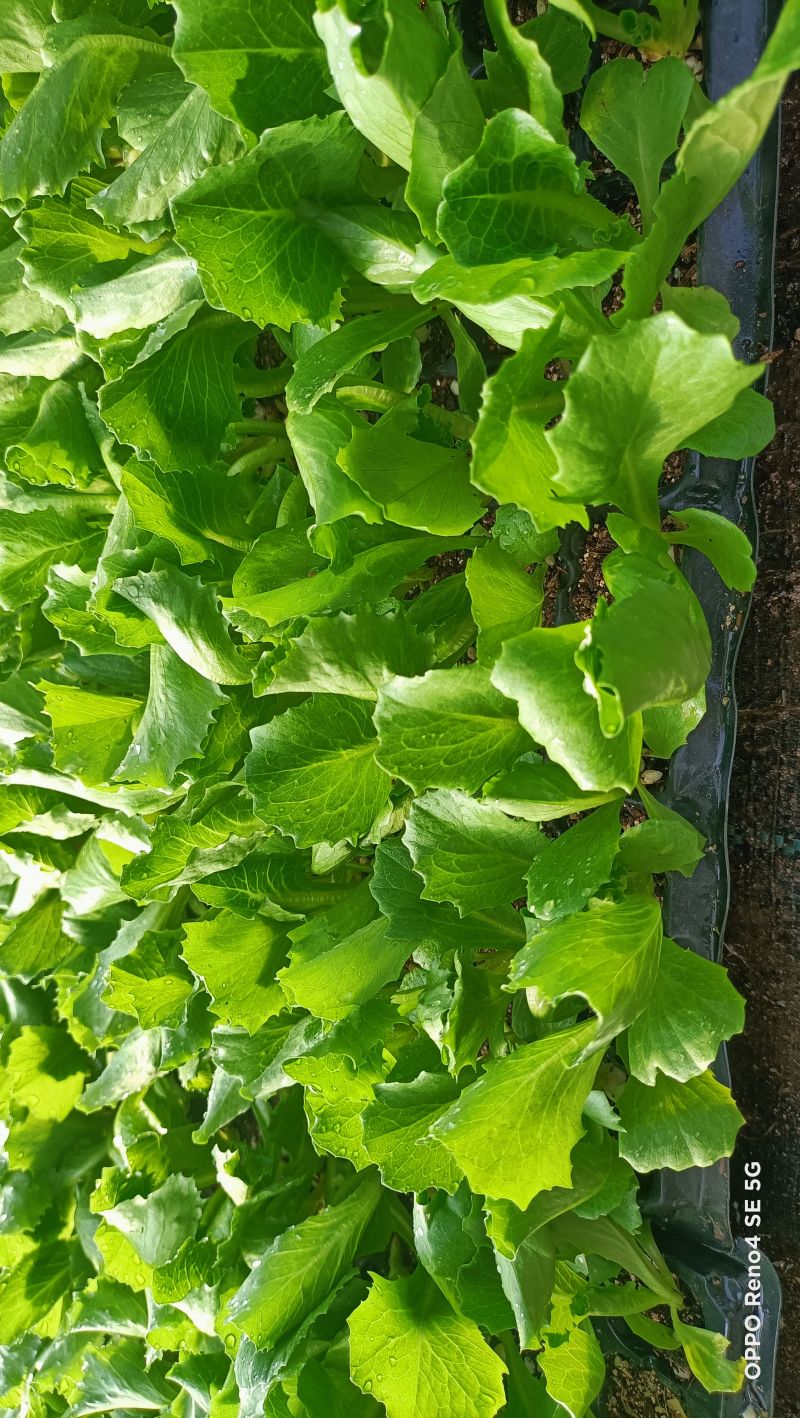 球生菜苗生菜球苗山东苗场直发耐寒根系好提供技术