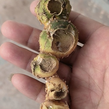 云南产野生黄精大量上市，全国发货，量大从优，可视频看货