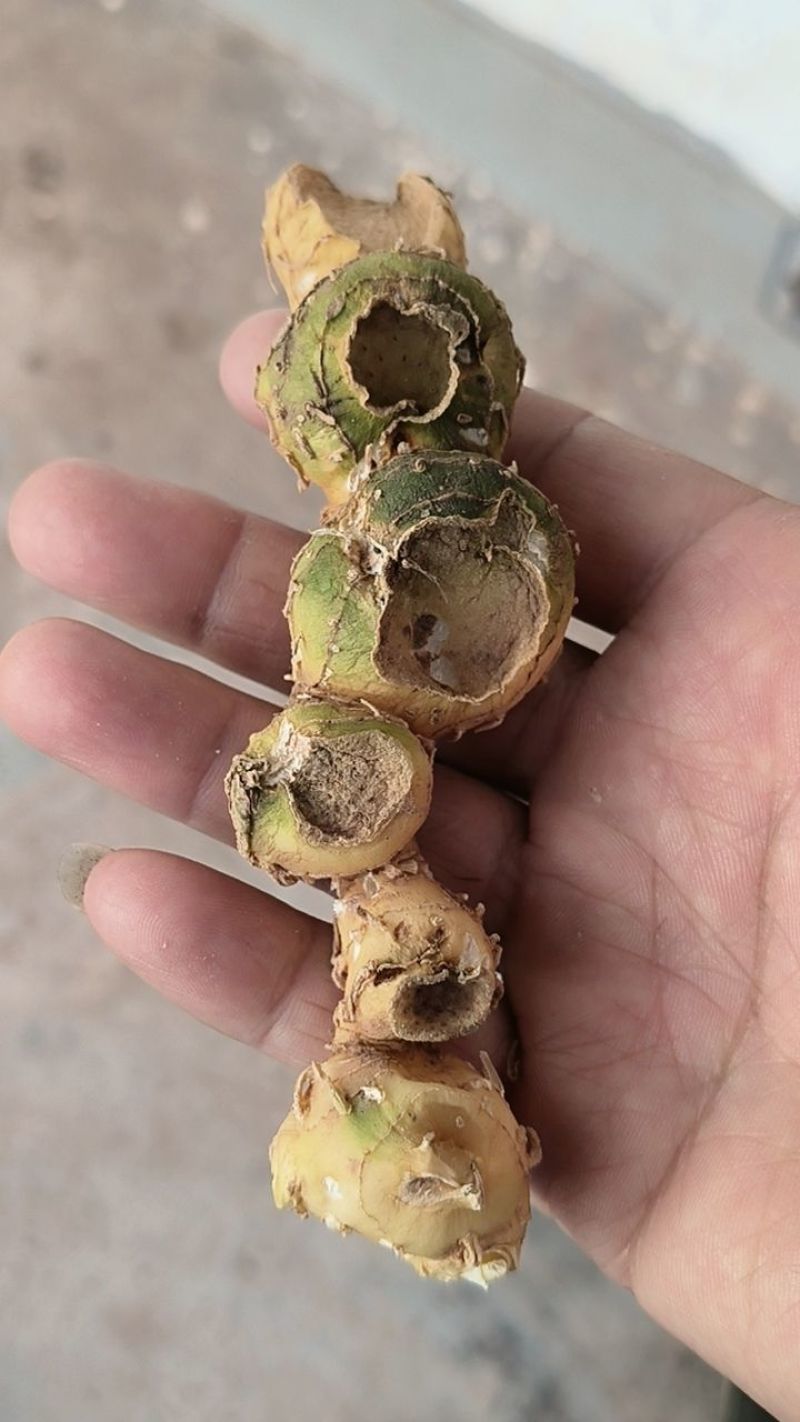 云南产野生黄精大量上市，全国发货，量大从优，可视频看货