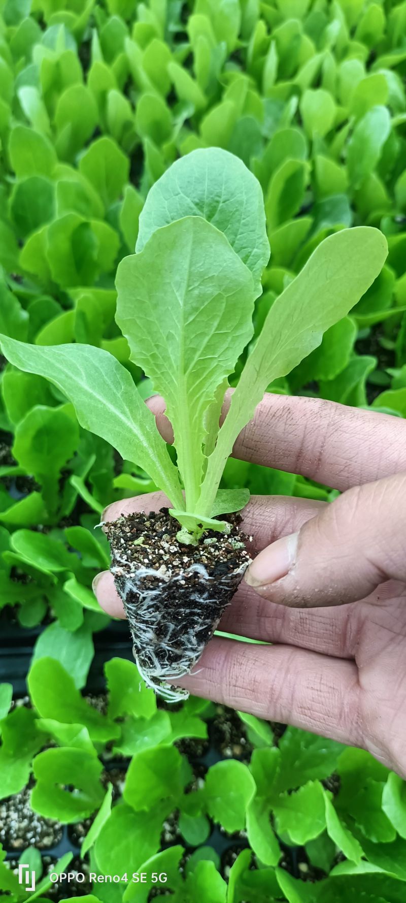 三青莴苣苗青莴笋苗圆叶尖叶莴笋苗抗性强技术指导