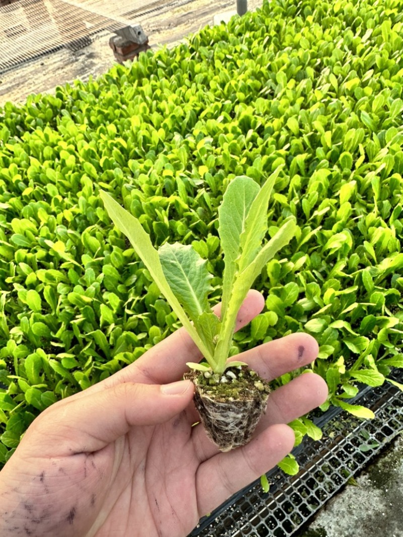 三青莴苣苗青莴笋苗圆叶尖叶莴笋苗抗性强技术指导