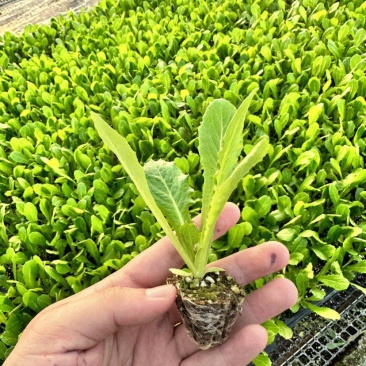 三青莴苣苗青莴笋苗圆叶尖叶莴笋苗抗性强技术指导