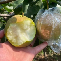 精品玉露香梨大量供应，新鲜采摘量大从优山西产地直发