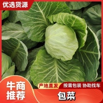 【精品】甘蓝/圆包菜/新品上市/产地直发